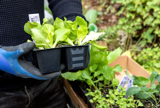 Vegetables to plant in spring