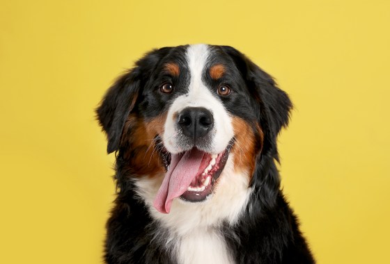 Best things to buy your favorite child (your dog) on National Pet Day