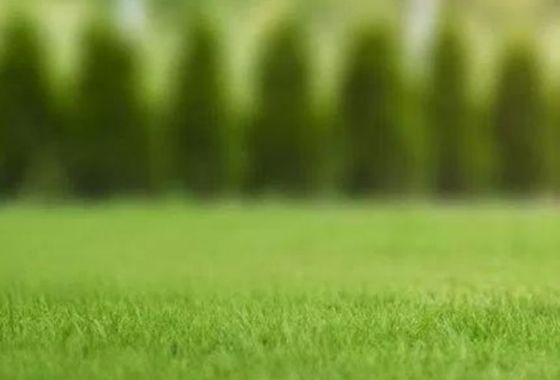 How to plant a new lawn