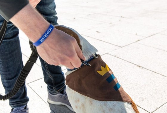 Best PetSmart dog collar