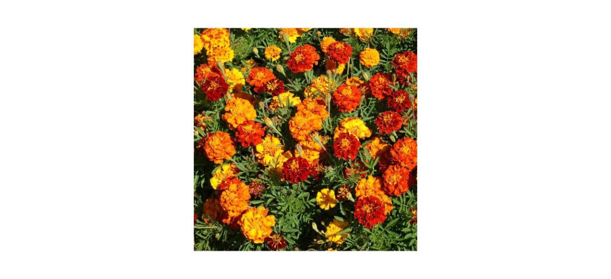 Outsidepride Marigold Flower Seed Mix