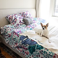 pillows and a dog on a bed
