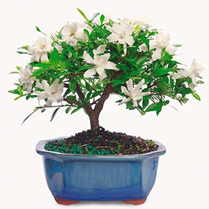 BloomsyBox Gardenia