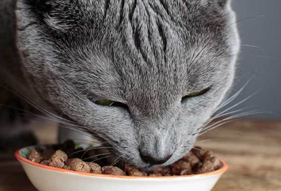 Best Dehydrated Cat Food