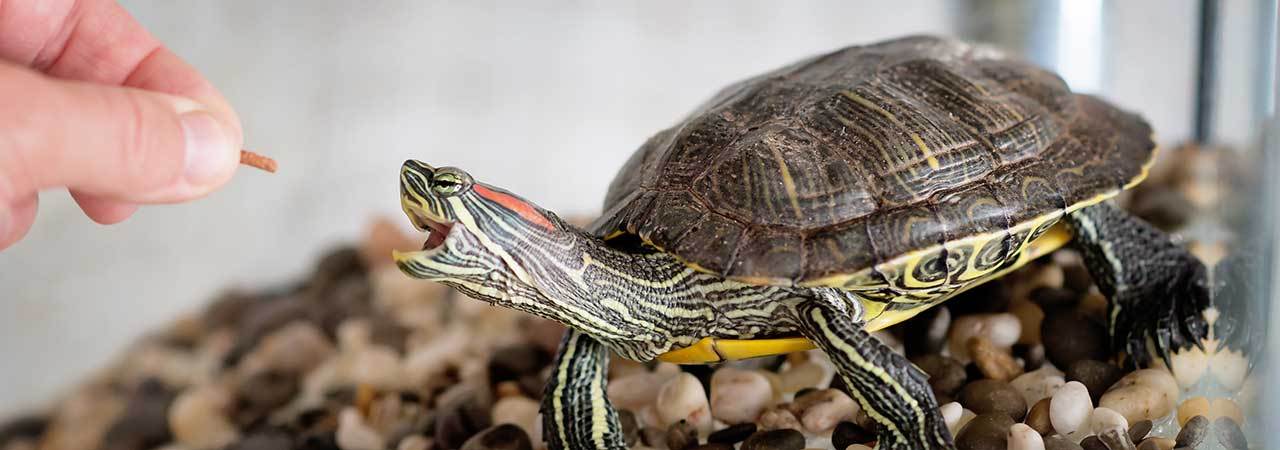 5-best-turtle-food-treats-june-2020-bestreviews