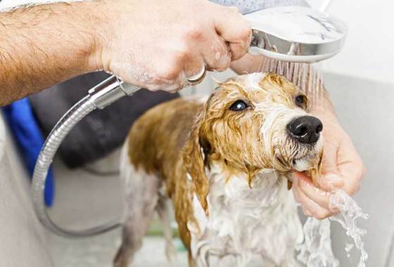 Best Dog Conditioners