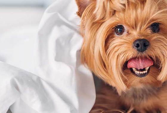 Best Dog Itch Relief Sprays