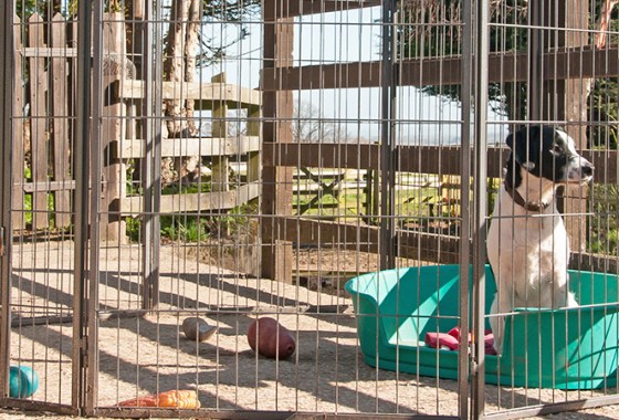 Best Outdoor Pens for Dogs