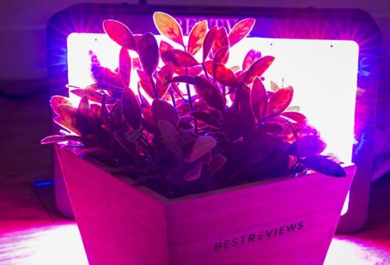 Best LED Grow Lights