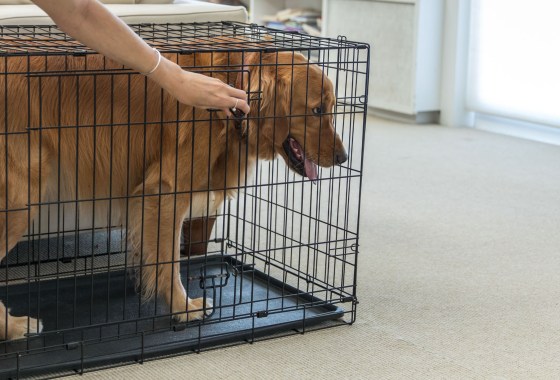 Best Dog Kennels