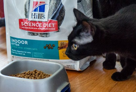Best Dry Cat Foods