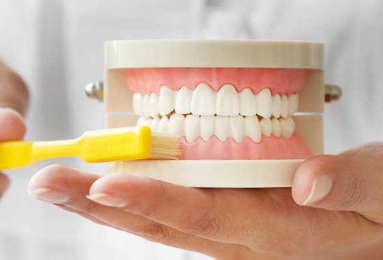 Best Dental Care Models