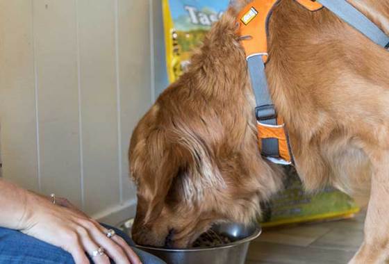 Best Slow Feed Dog Bowls