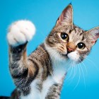 The best products to spoil your cat on National Pet Day