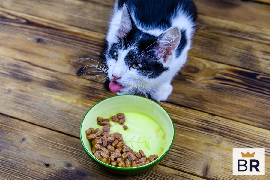 5 Best Kitten Food Sept. 2024 BestReviews