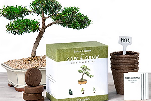 Is Selling a Bonsai Tree Starter Kit for $25 - Bestselling Bonsai  Tree Starter Kit