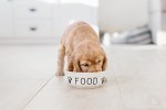 vegetarian canned dog food