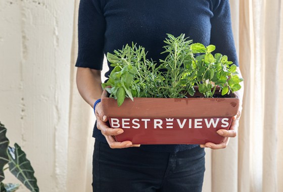 Best herb seeds to plant in spring