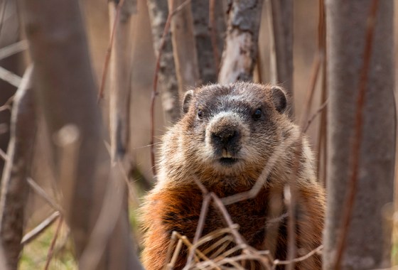 With Groundhog Day around the corner, here are 20 springtime items you'll want to have