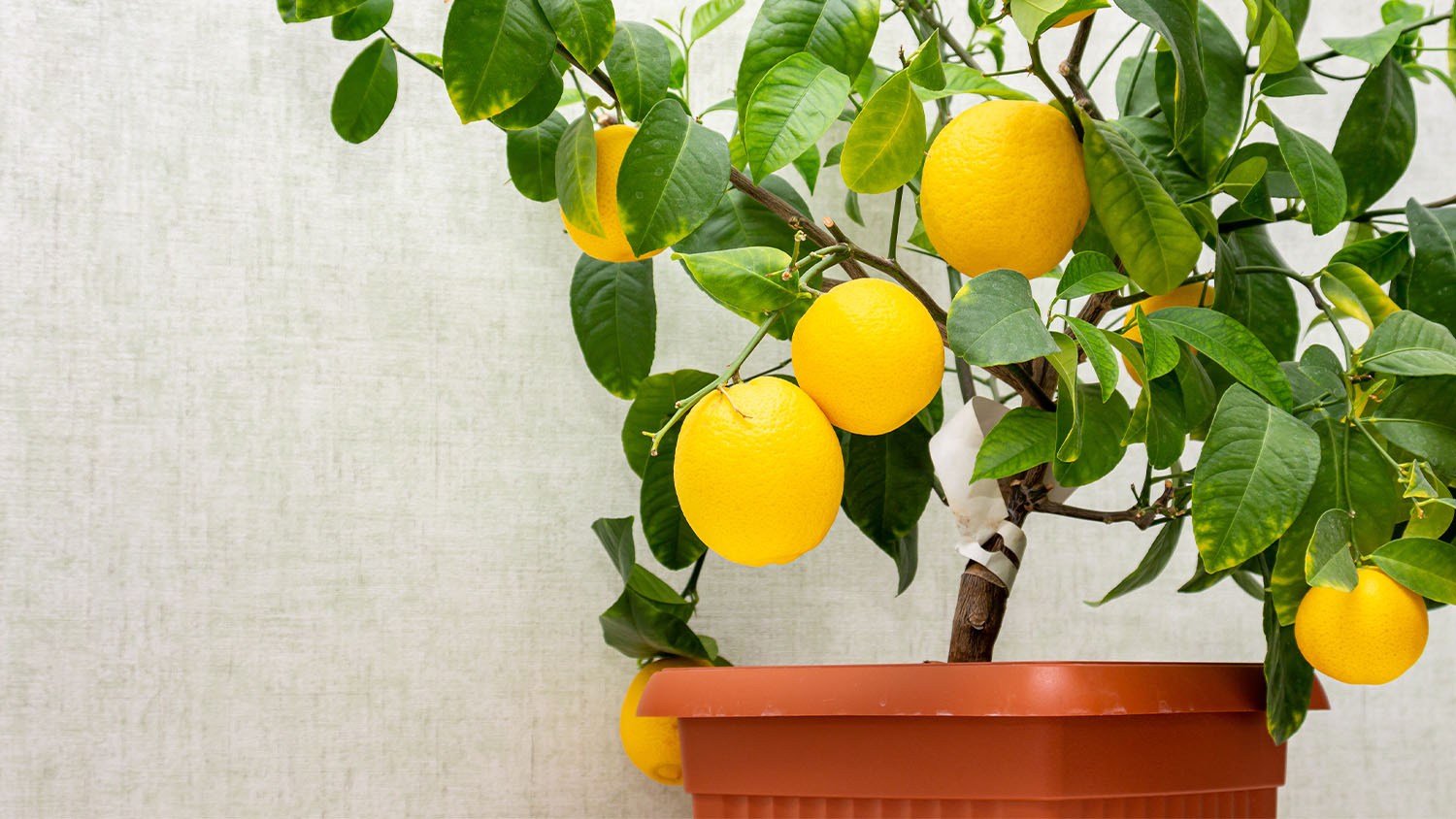 Container orchards are a thing — here's how to make your own