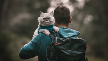 https://cdn17.bestreviews.com/images/v4desktop/image-full-page-765x430/travel-with-cat.jpg