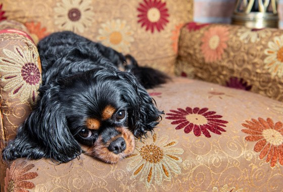 Have a needy pet? Here’s how to get them used to being home alone