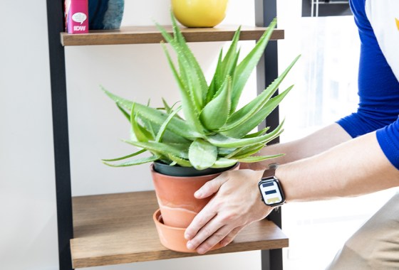 Best plants and succulents for dorm rooms