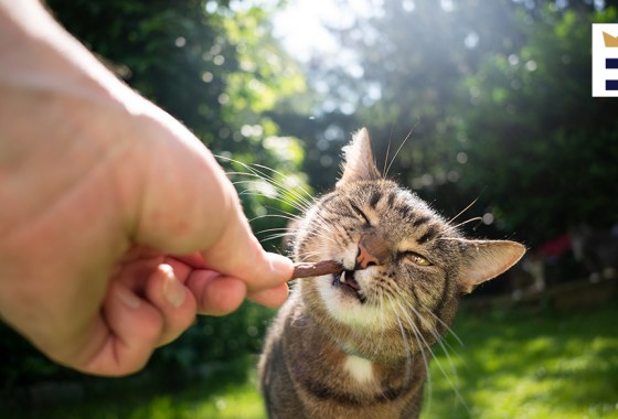 Best cat snacks