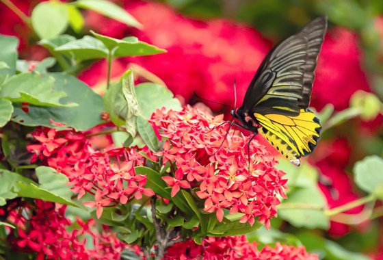 Best butterfly field guide