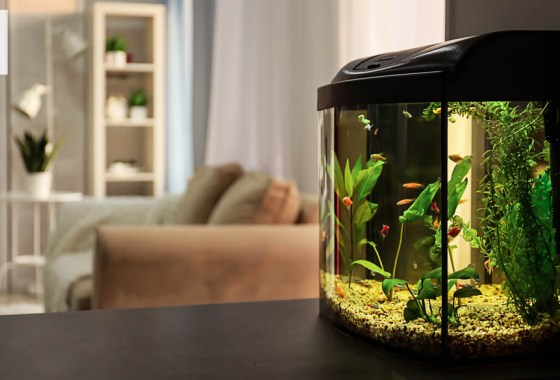 Best 20-gallon fish tank