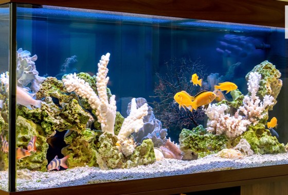 How to clean a fish tank