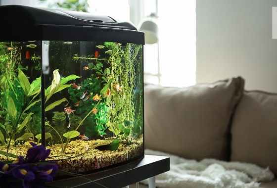 Best fish tank gravel