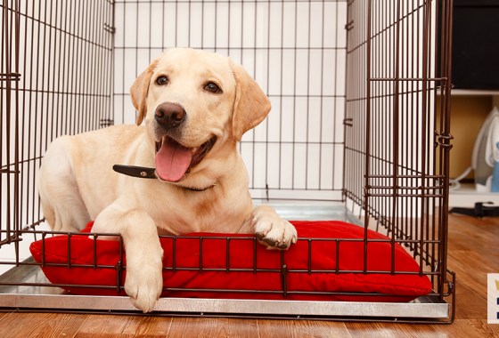 Best collapsible pet crate for travel