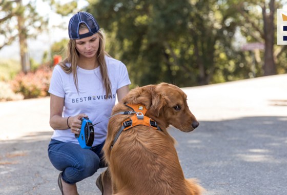 Best Kong dog harness