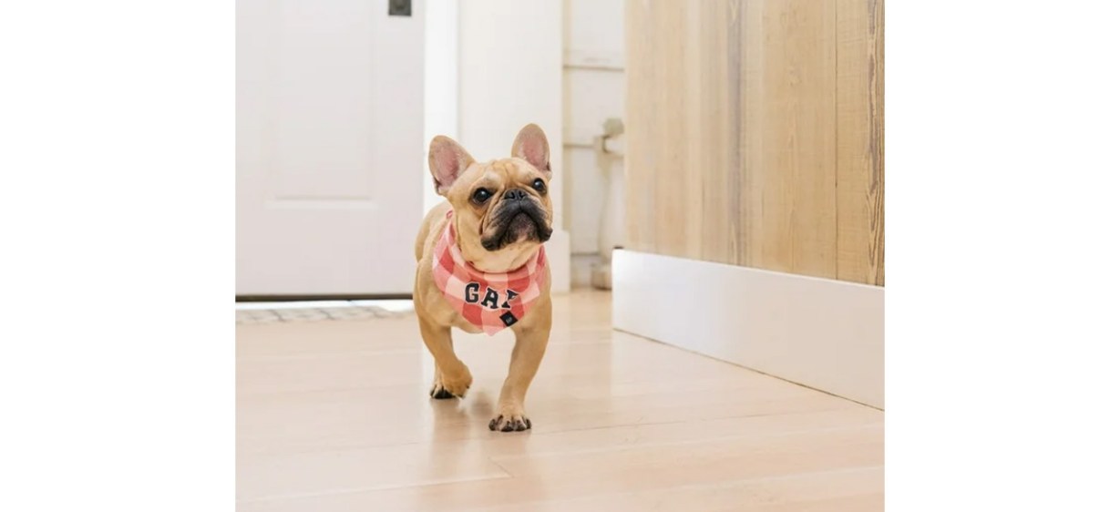 Dog wearing Plaid Fleece Dog Bandana, Pink