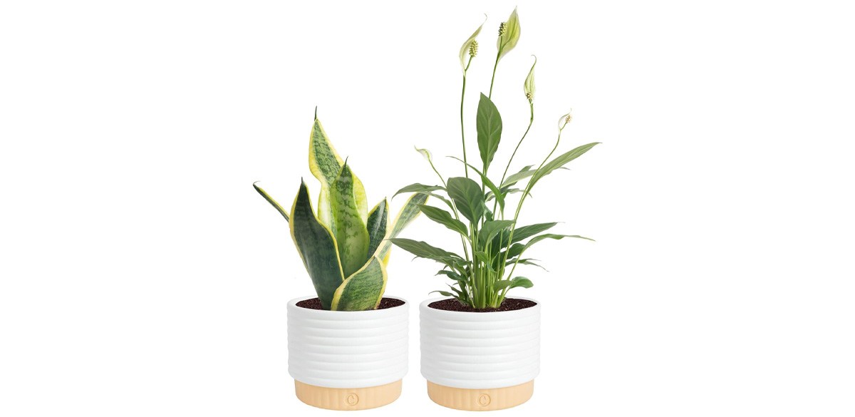 Costa Farms Live Indoor Plant Bundle in Decorative Pots