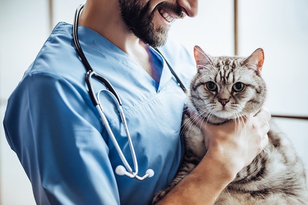 best supplements for cats with kidney disease