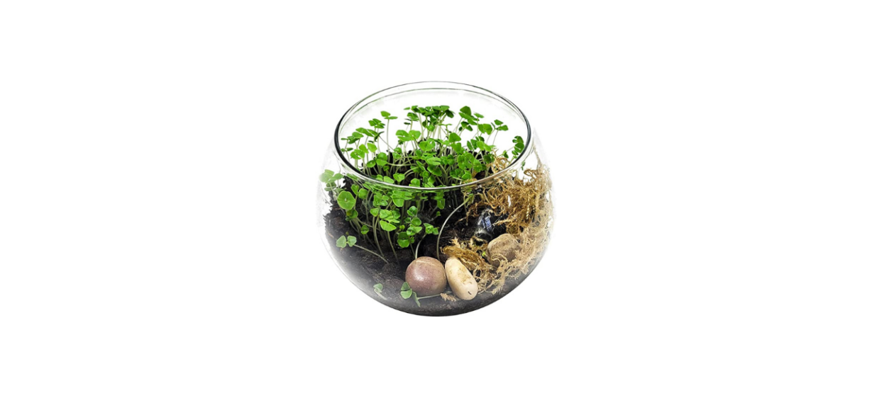 TerraGreen Creations Succulent Planter Kit - Terrarium Kit with Succulent  Soil, Gravel, Pebble, Moss