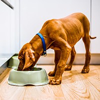 a dog eating