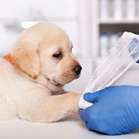 a vet applying gauze to a puppy